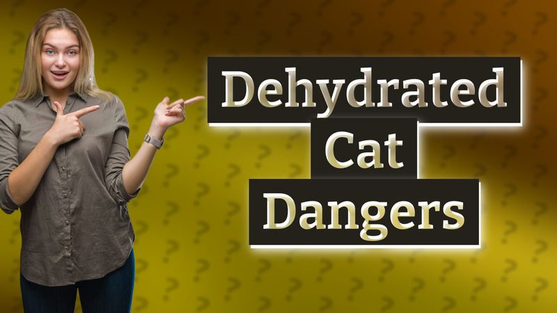 Dehydrated Cat Dangers