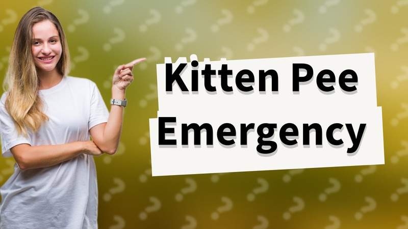 Kitten Pee Emergency