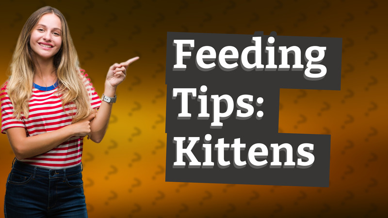 Feeding Tips: Kittens