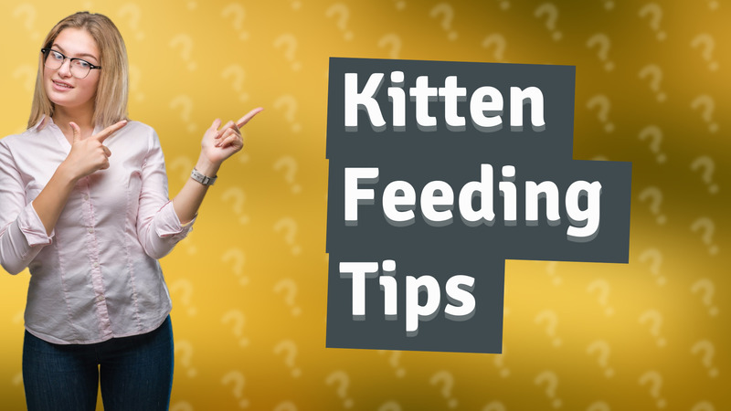 Kitten Feeding Tips