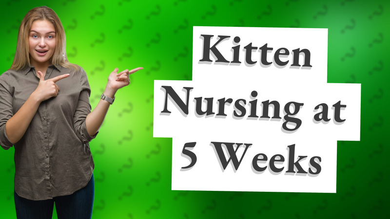 Kitten Nursing at 5 Weeks