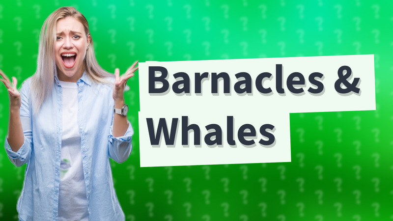 Barnacles & Whales