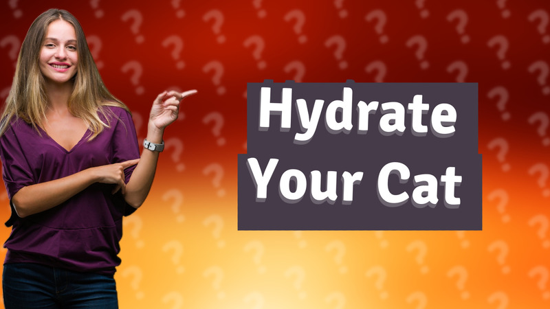 Hydrate Your Cat
