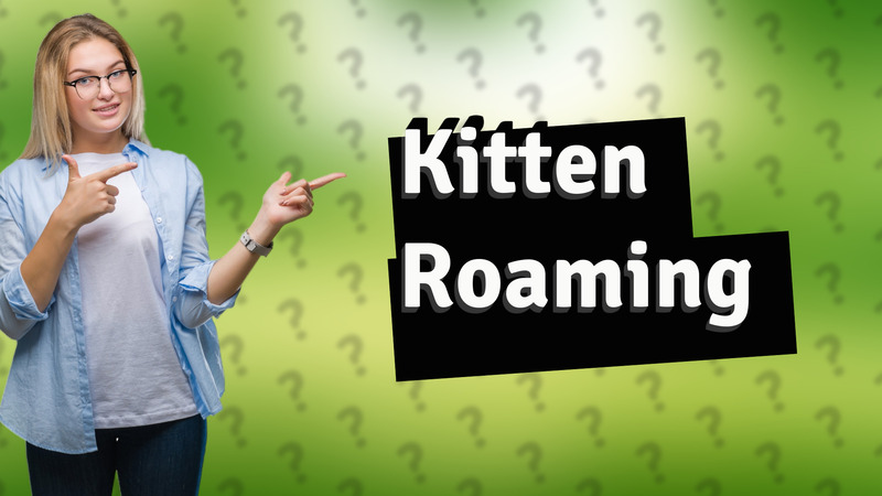 Kitten Roaming