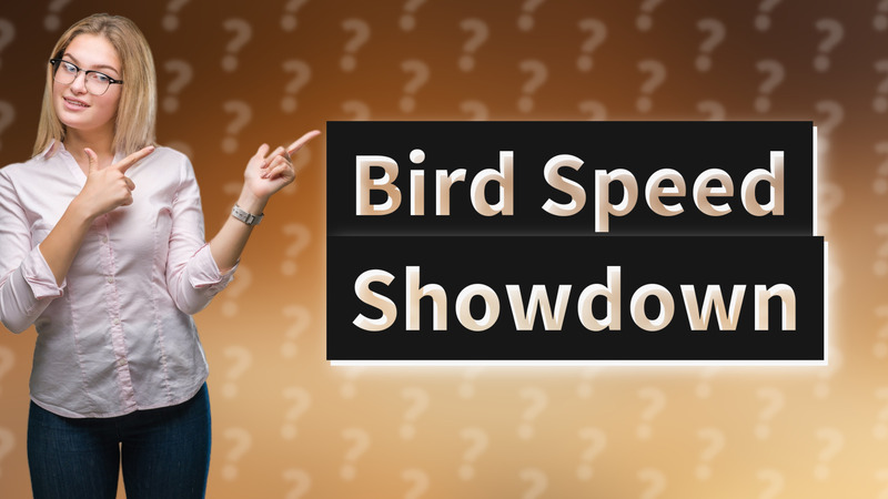 Bird Speed Showdown