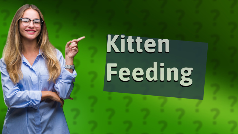 Kitten Feeding