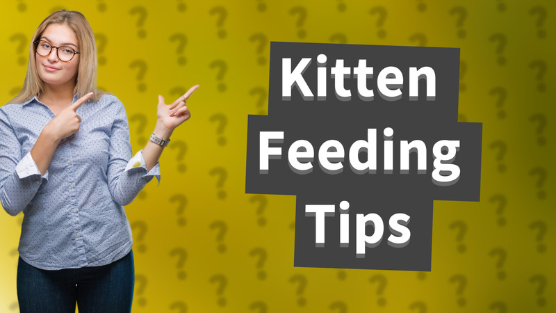 Kitten Feeding Tips