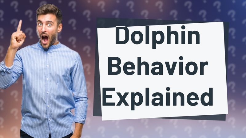 Dolphin Behavior Explained