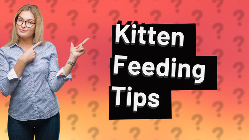 Kitten Feeding Tips