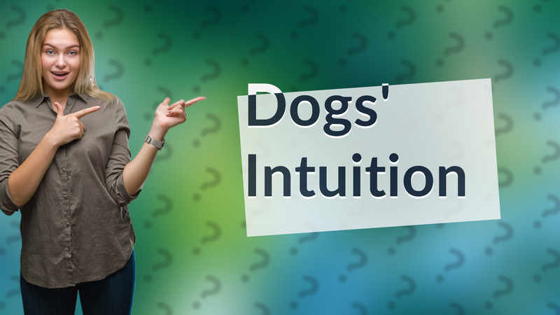 Dogs' Intuition