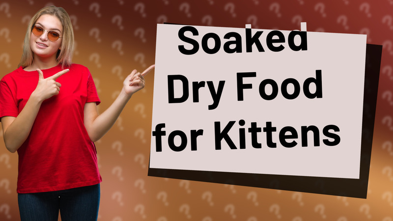 Soaked Dry Food for Kittens