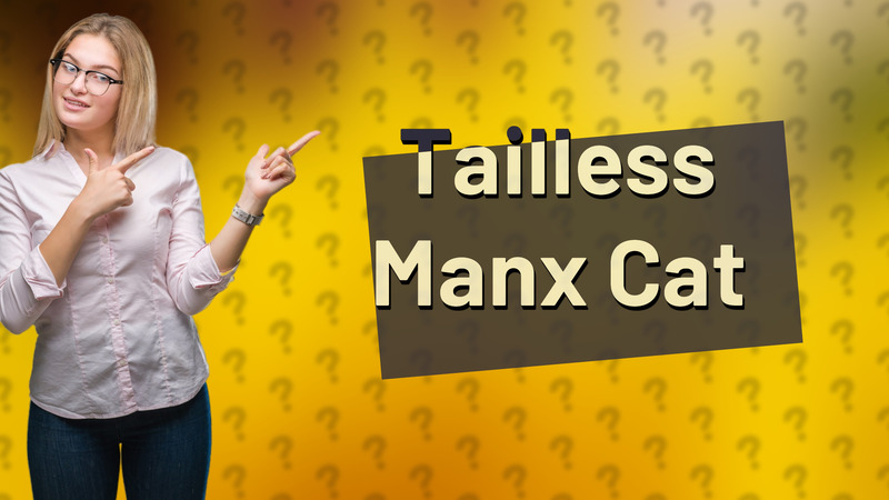 Tailless Manx Cat