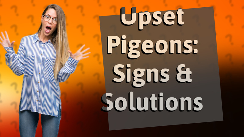 Upset Pigeons: Signs & Solutions