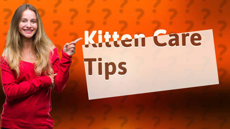 Kitten Care Tips