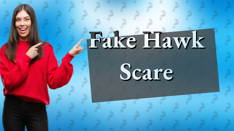 Fake Hawk Scare