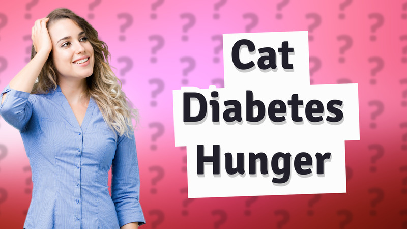 Cat Diabetes Hunger