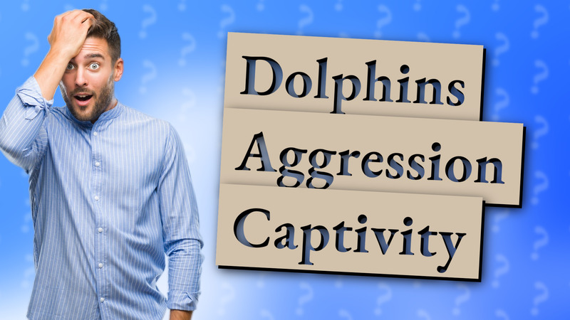 Dolphins Aggression Captivity