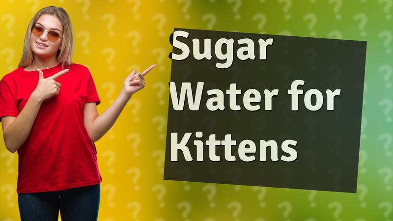 Sugar Water for Kittens