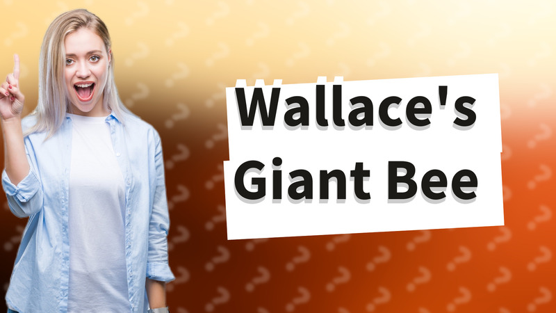 Wallace's Giant Bee
