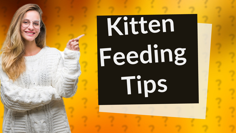 Kitten Feeding Tips