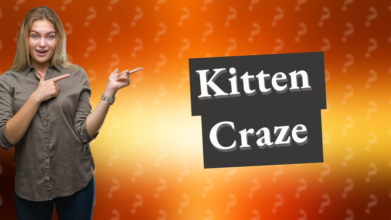 Kitten Craze