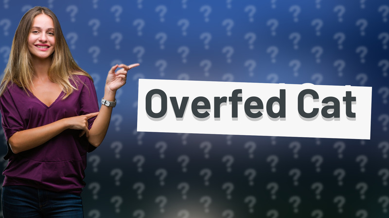 Overfed Cat