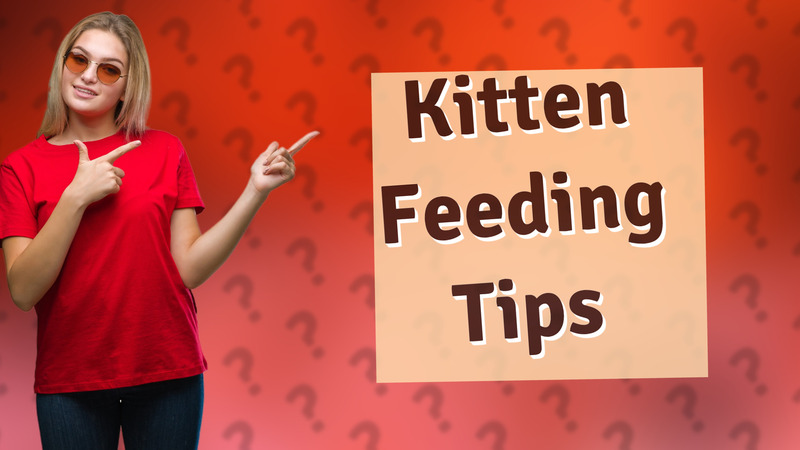 Kitten Feeding Tips