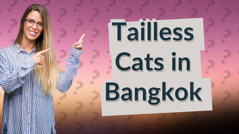 Tailless Cats in Bangkok