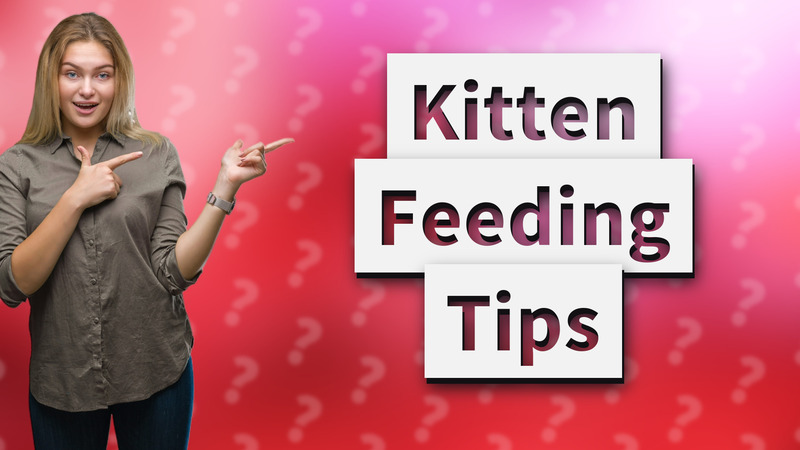 Kitten Feeding Tips