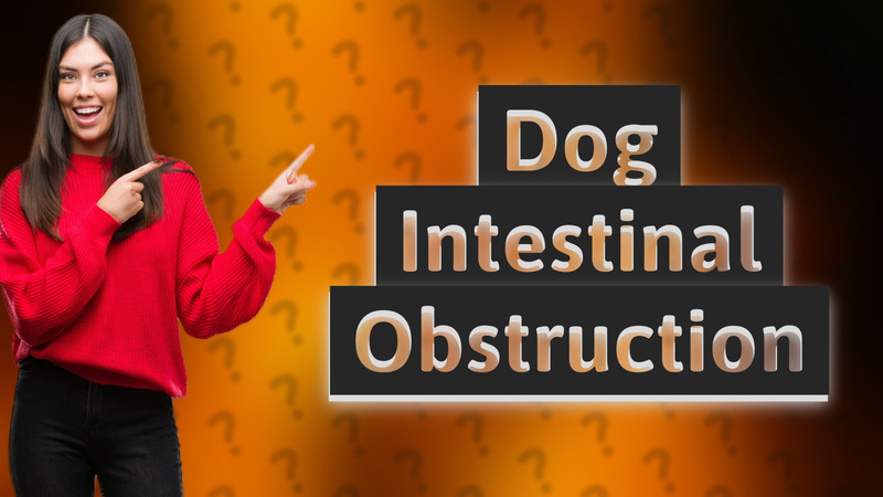 Dog Intestinal Obstruction