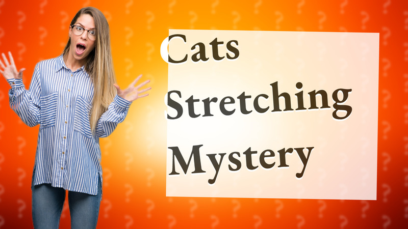 Cats Stretching Mystery