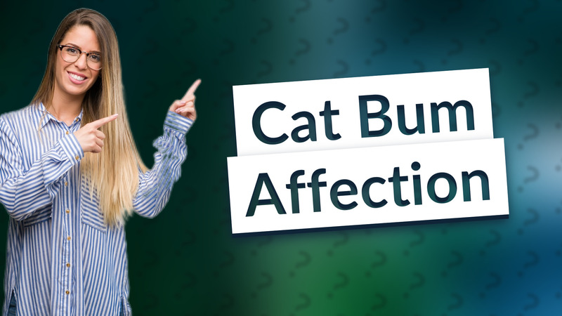 Cat Bum Affection