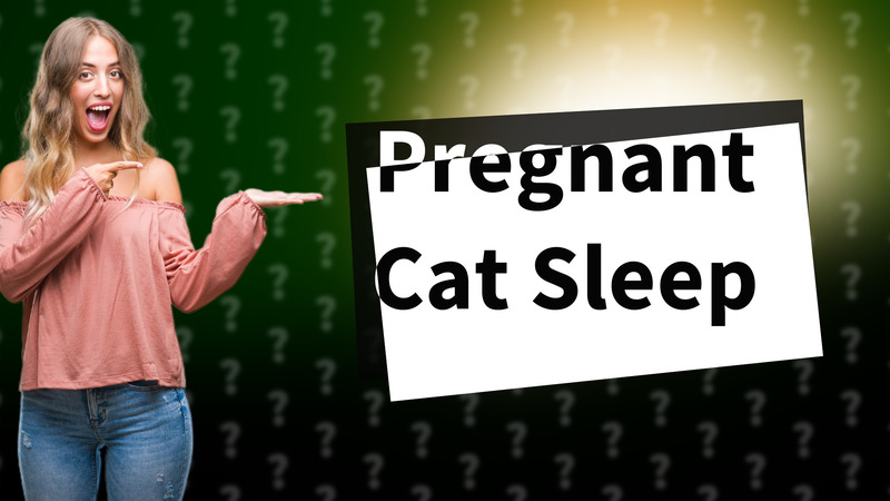 Pregnant Cat Sleep