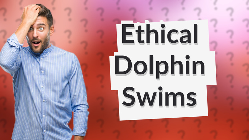 Ethical Dolphin Swims