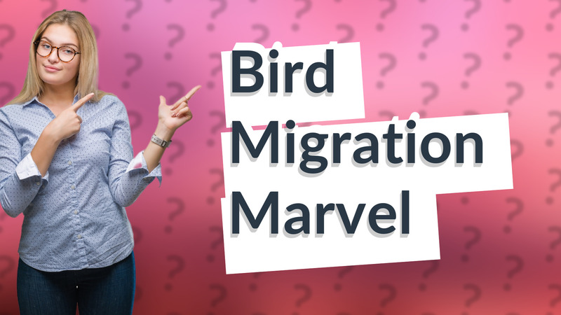 Bird Migration Marvel