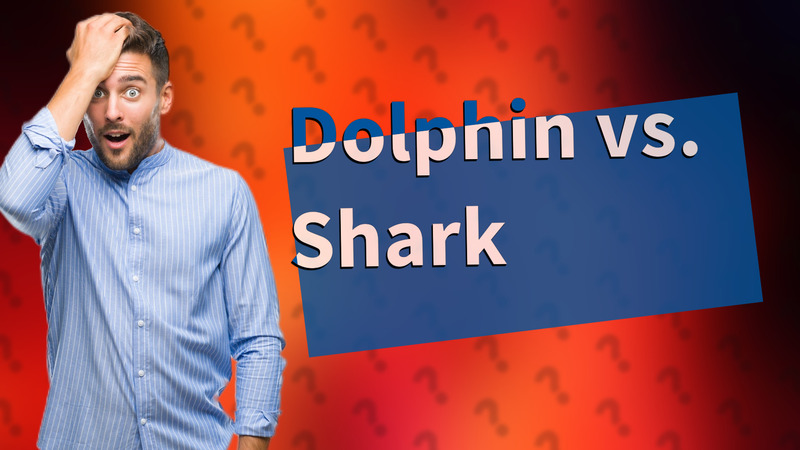 Dolphin vs. Shark