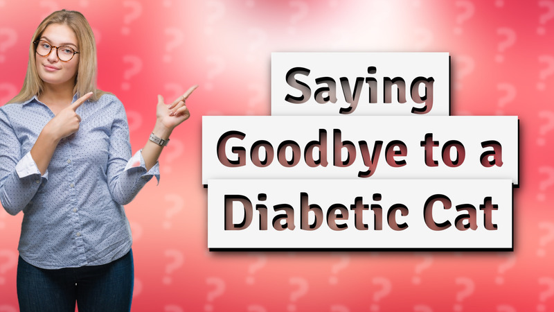 Saying Goodbye to a Diabetic Cat
