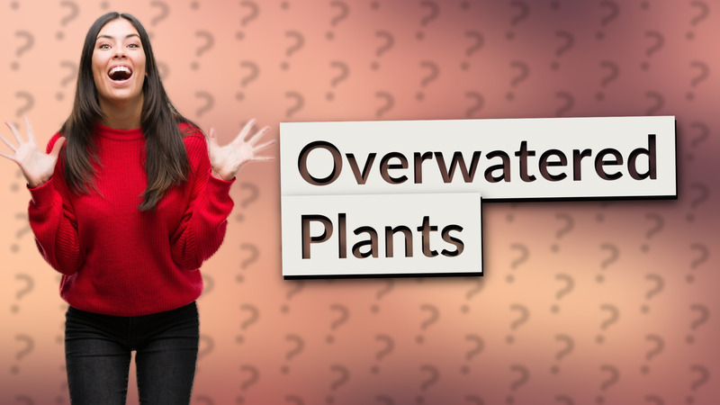 Overwatered Plants