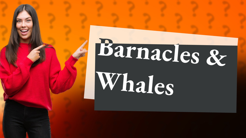 Barnacles & Whales