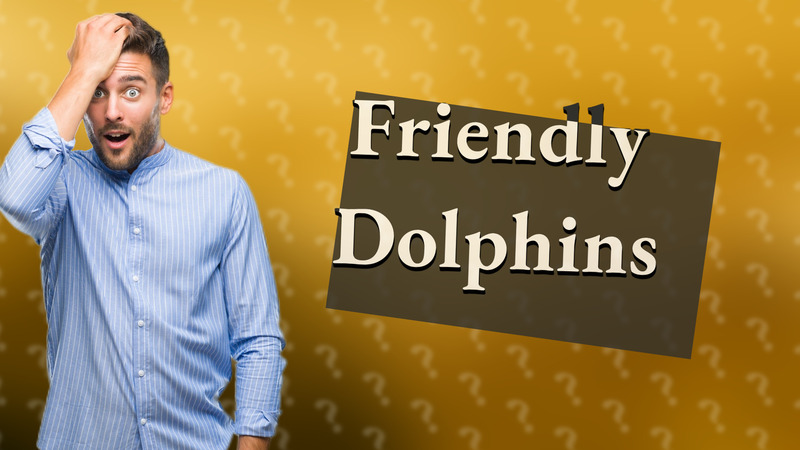 Friendly Dolphins