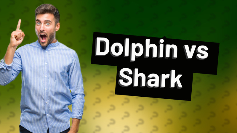 Dolphin vs Shark