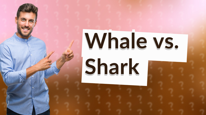 Whale vs. Shark