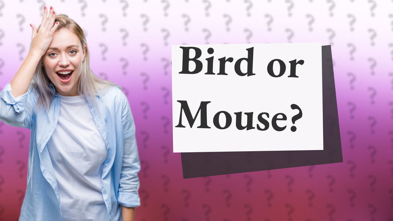 Bird or Mouse?