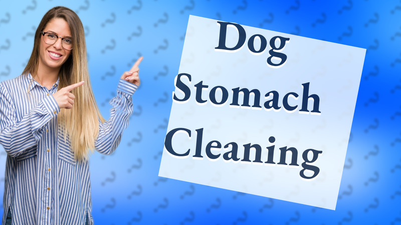 Dog Stomach Cleaning