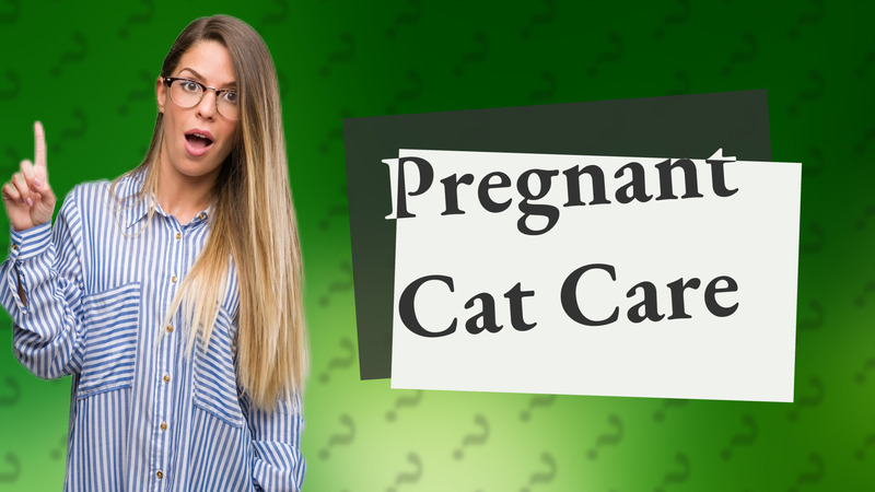 Pregnant Cat Care