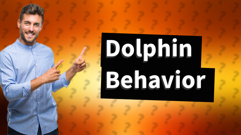 Dolphin Behavior