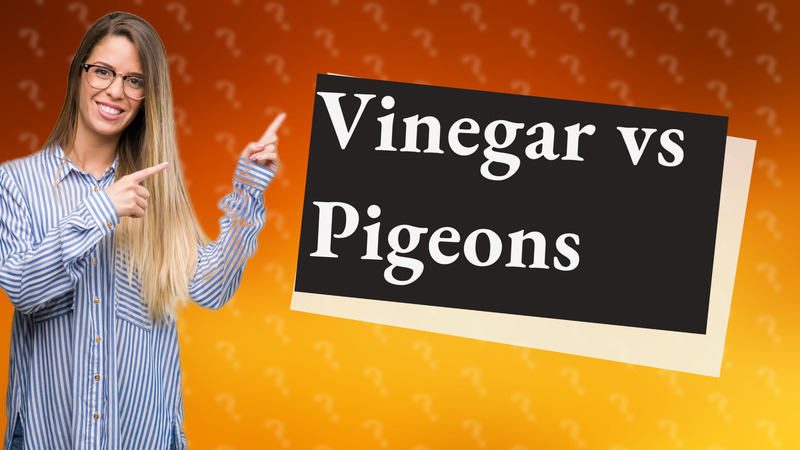 Vinegar vs Pigeons