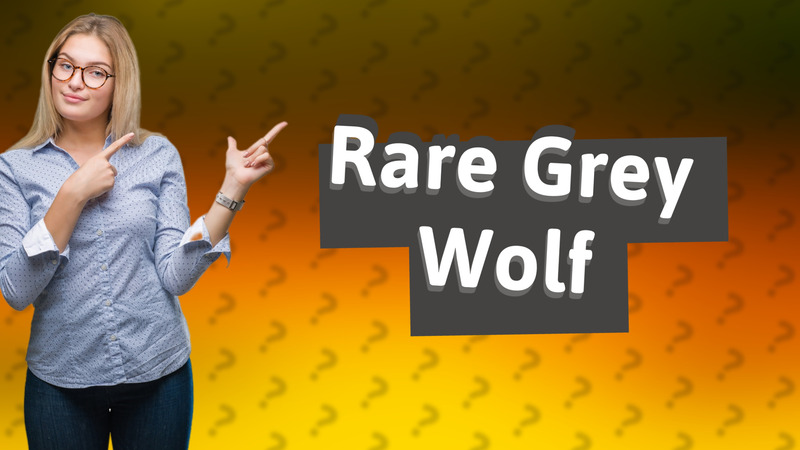 Rare Grey Wolf