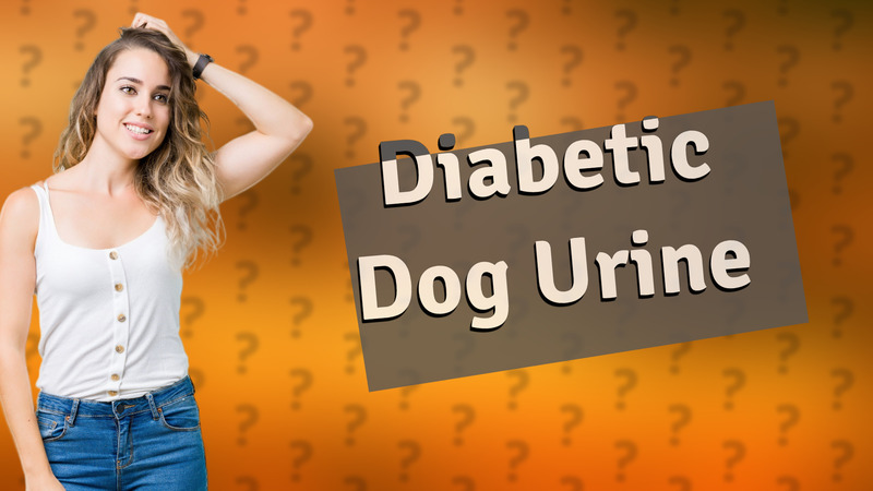 Diabetic Dog Urine