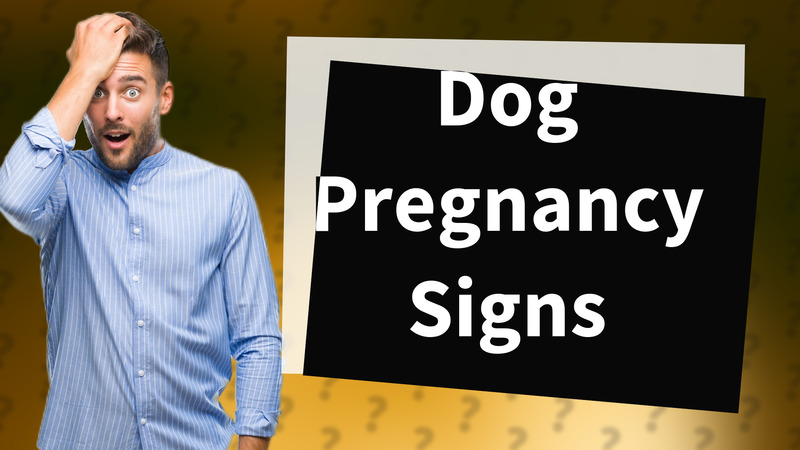 Dog Pregnancy Signs